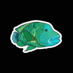 Maml - Napoleon Wrasse Sticker